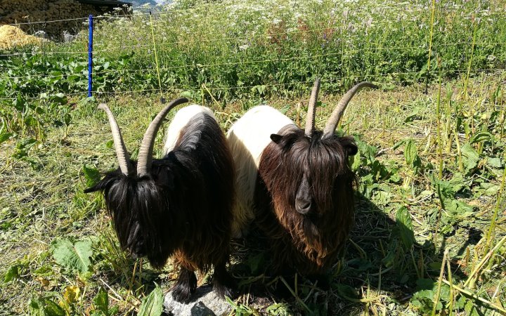 Walliser Schwarzhalsziegen